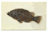 Detailed Fossil Fish (Priscacara) - Green River Formation #275204-1